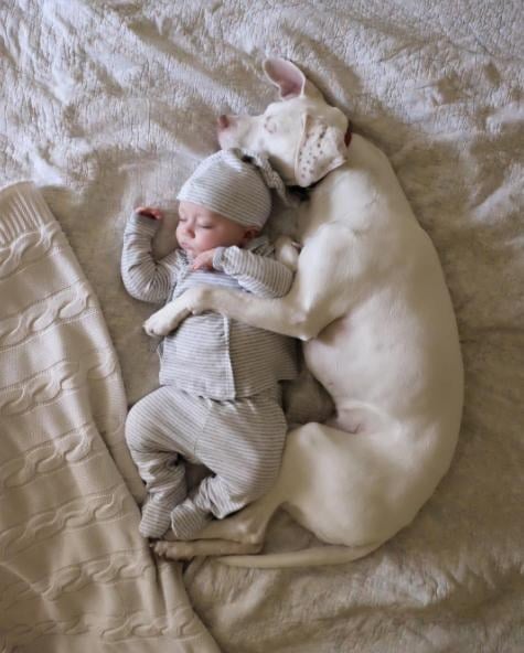 mommy dog and baby
