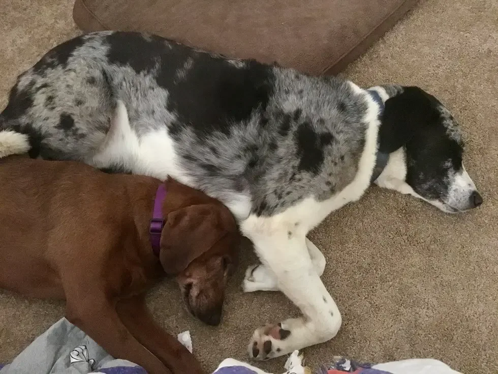 dog best friends