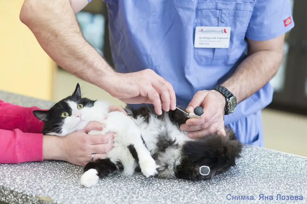 cat with tiny legs