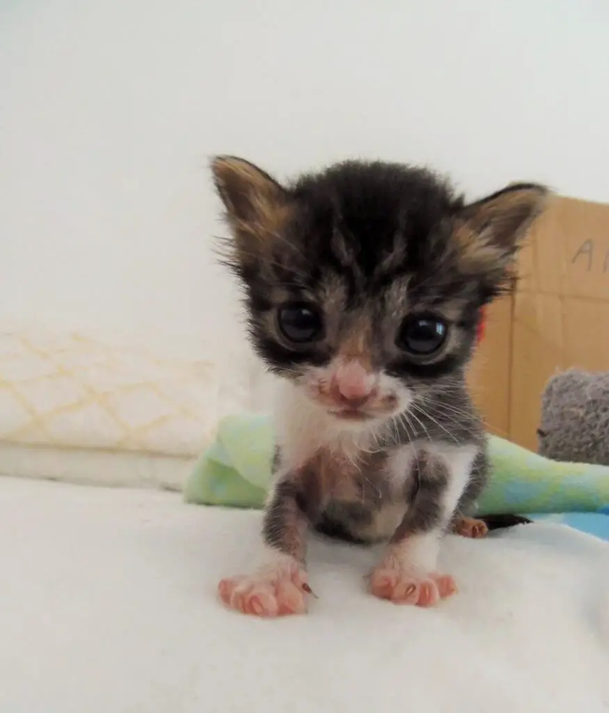 tiniest kitten