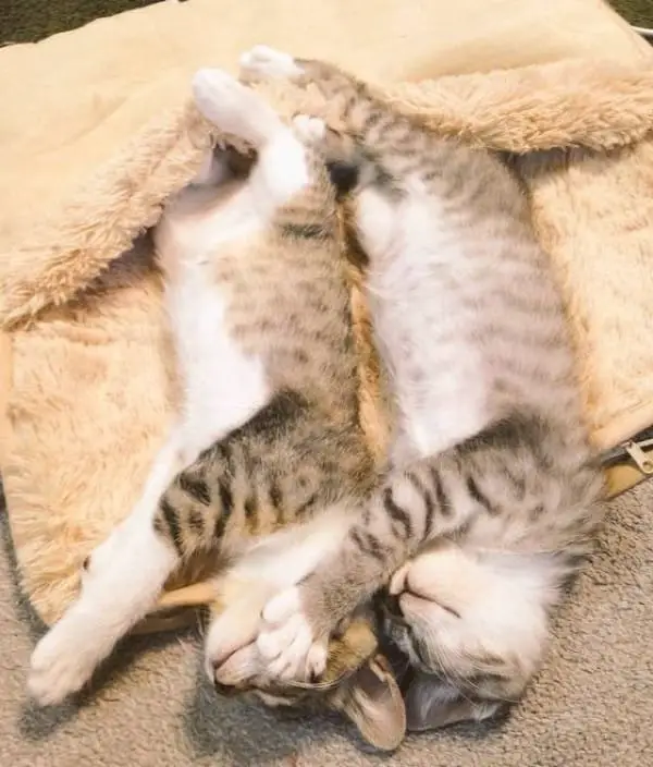 footwarmer kitten