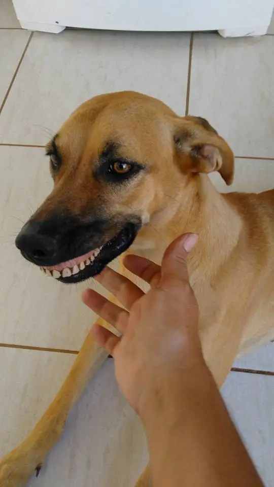 dog's new smile