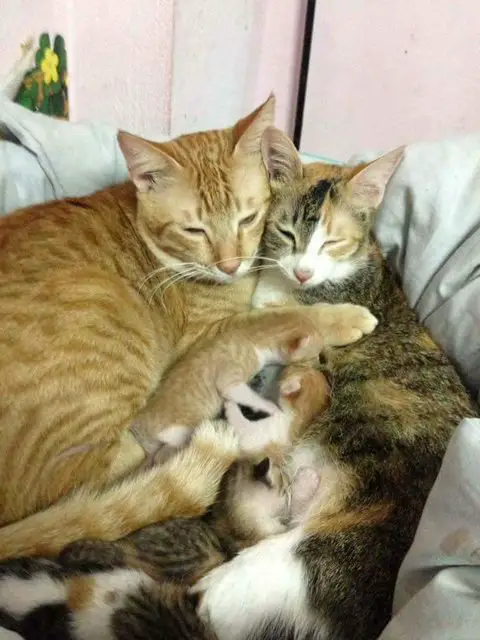 father cat and kittens
