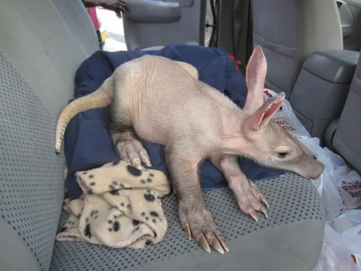 baby aardvark 