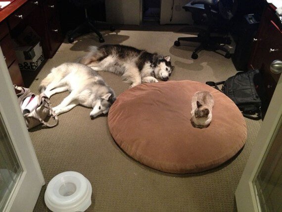 cats on dog beds