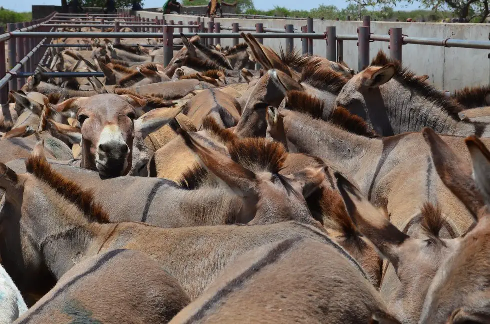 donkeys killed for their skin