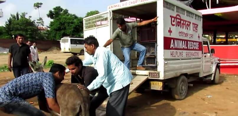 injured baby donkey