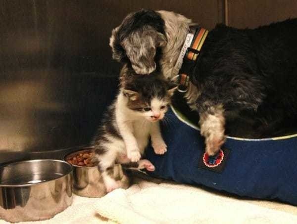 dog nurses kitten