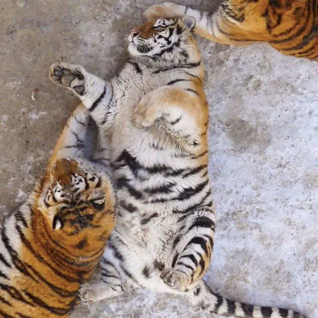 chubby tigers