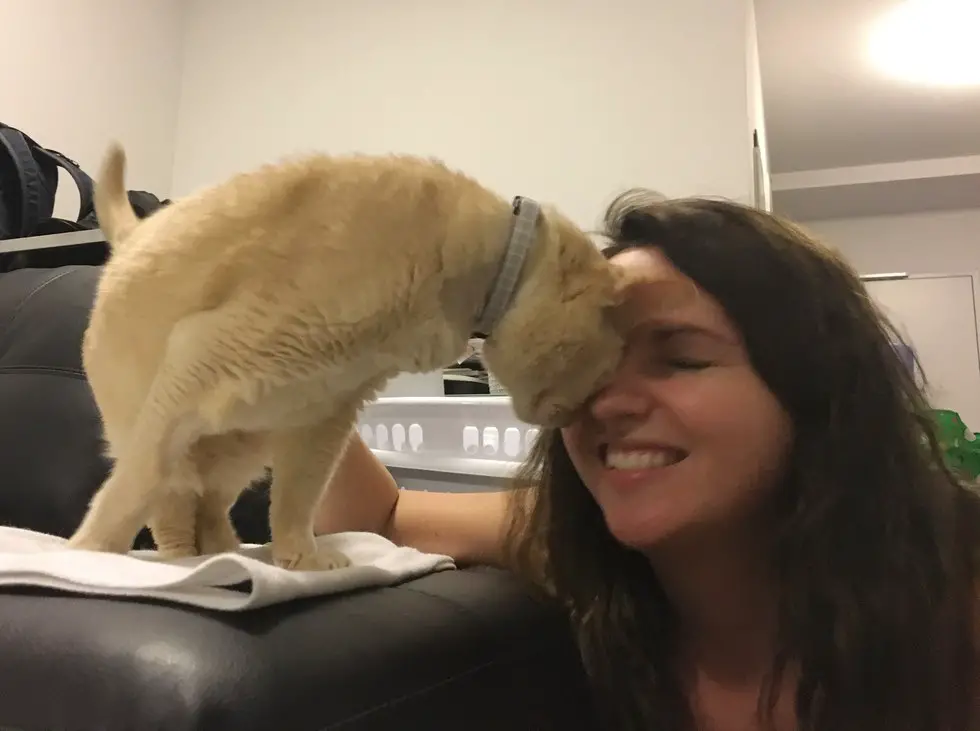 senior cat rescued
