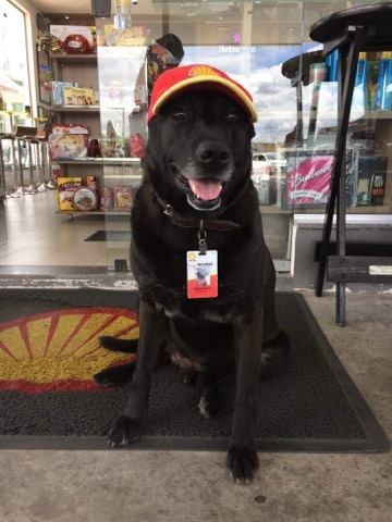 dog at gas station