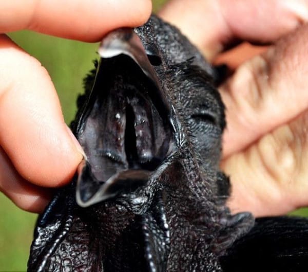 black chicken
