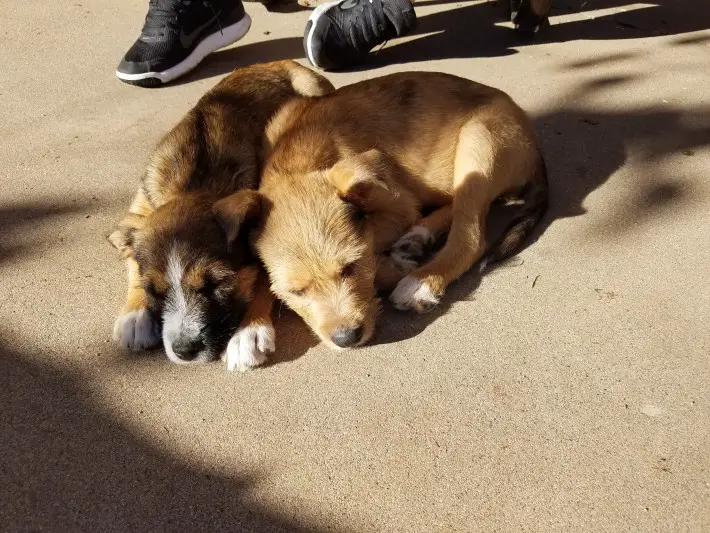 puppies abandoned