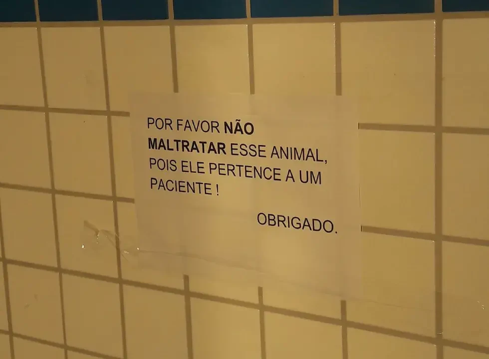 dog at hospital