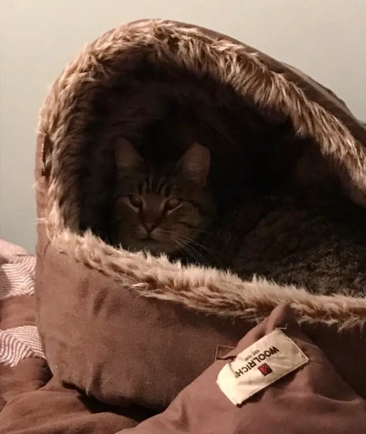 boy rescues cat