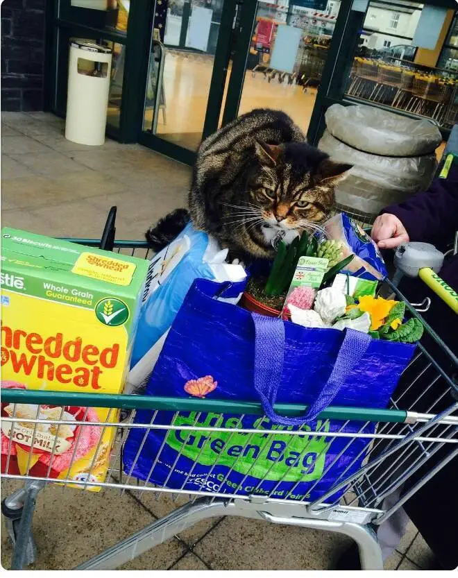 cat in supermarket