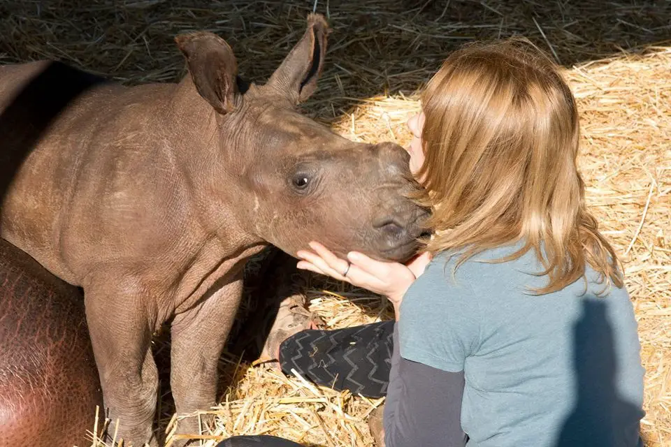 baby rhinos shot