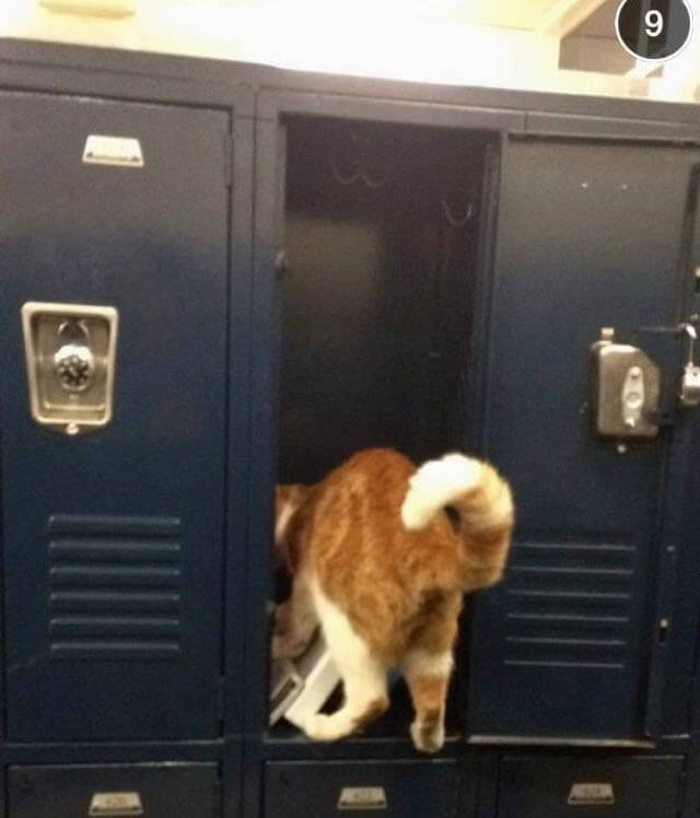 school cat