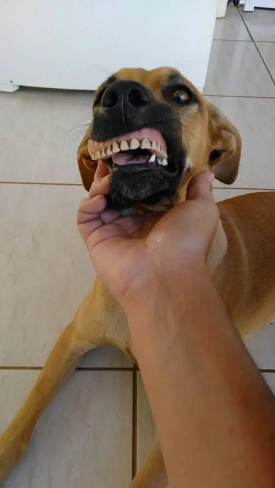 dog's new smile