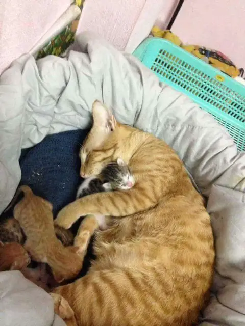 father cat and kittens