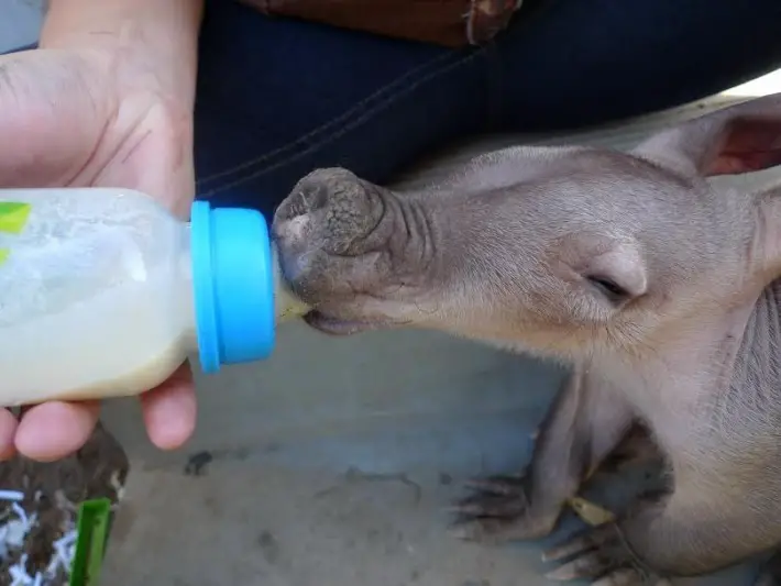baby aardvark 