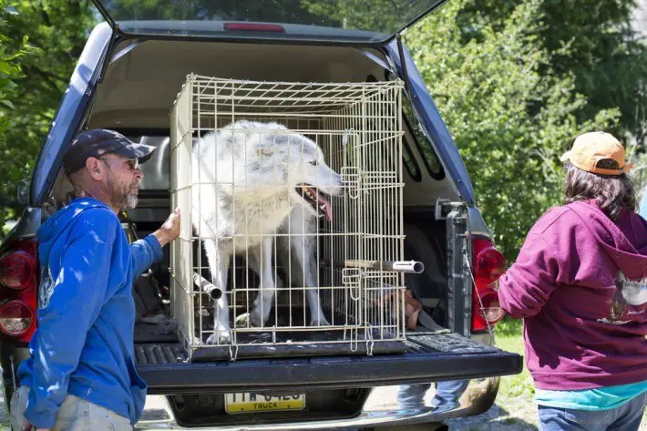 wolf rescued