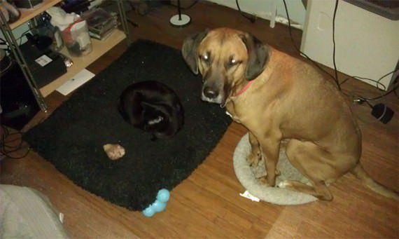 cats on dog beds