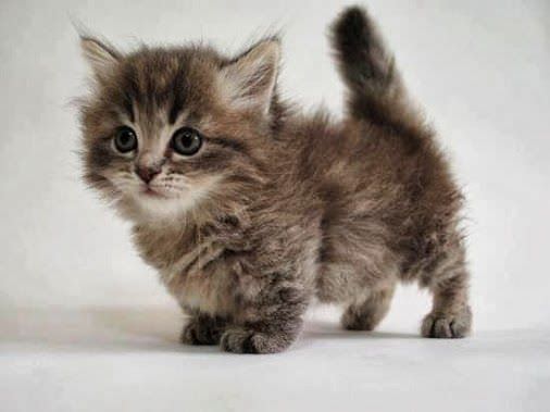 munchkin cat