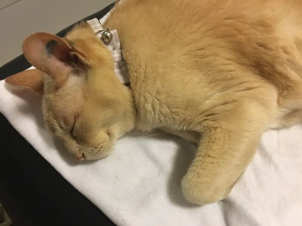 senior cat rescued
