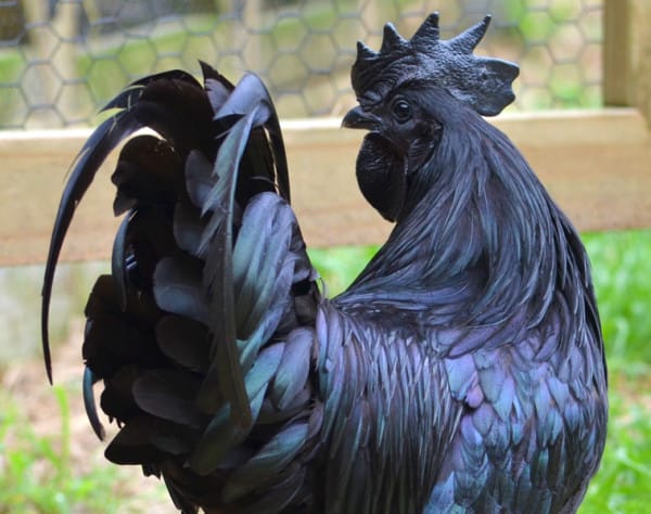 black chicken