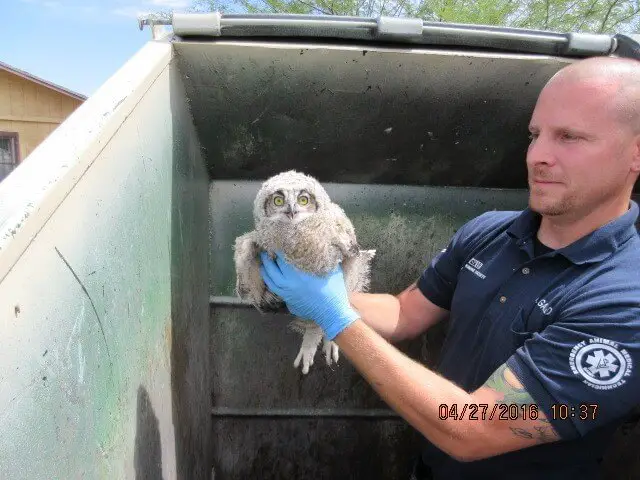 dumpster owls