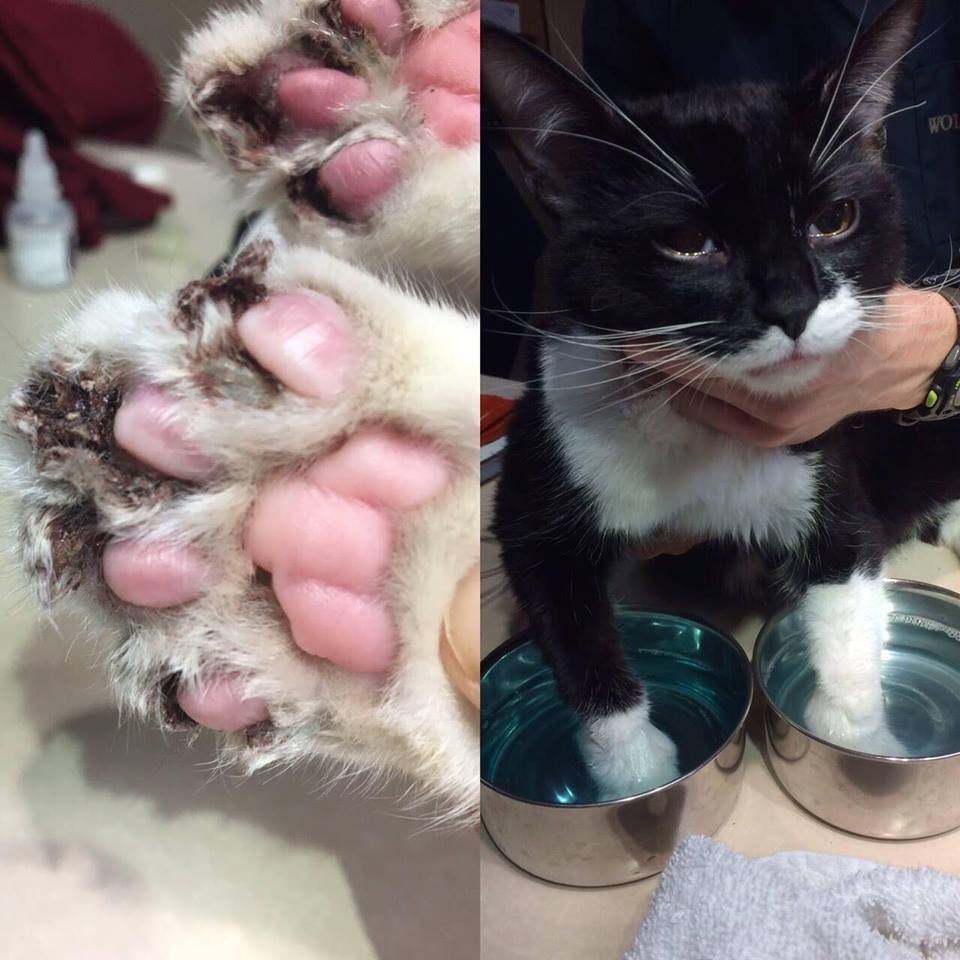 botched declaw surgery