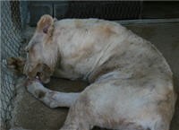 sick lioness finds love