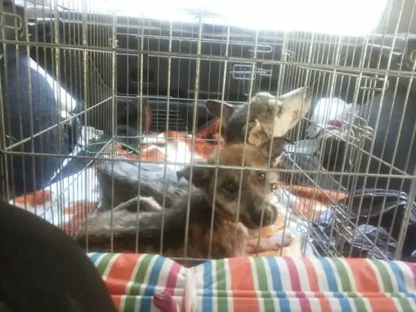 rescued dogs