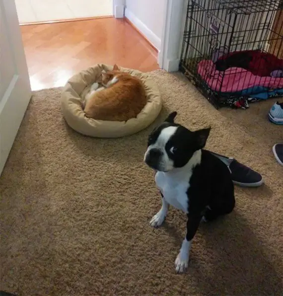 cats on dog beds