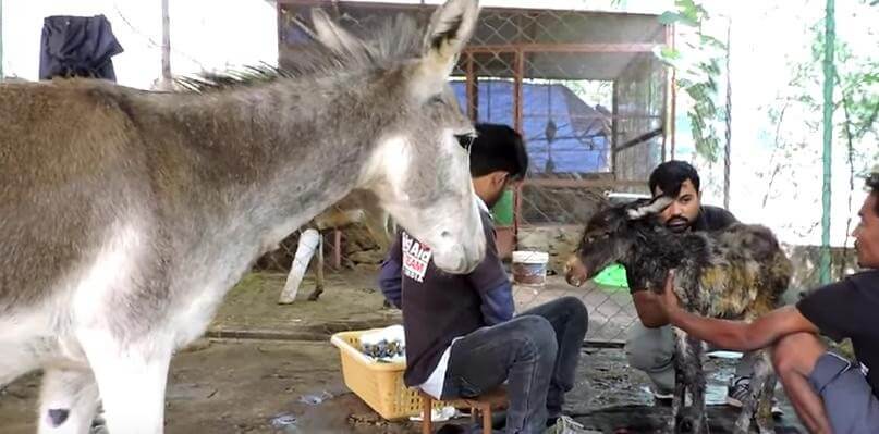 injured baby donkey