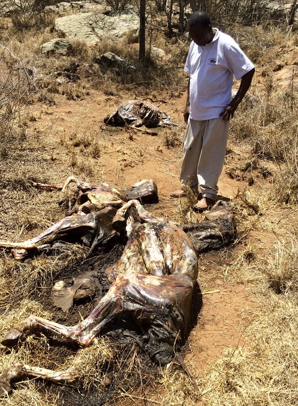 donkeys killed for their skin