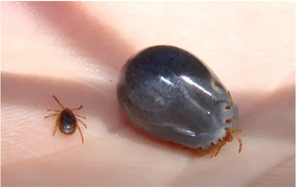 tick disease