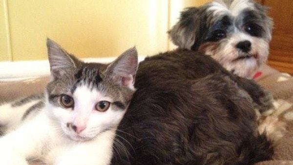 dog nurses kitten