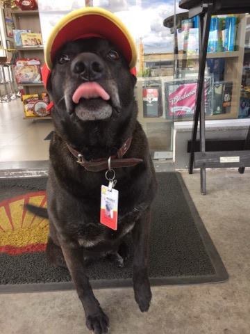 dog at gas station