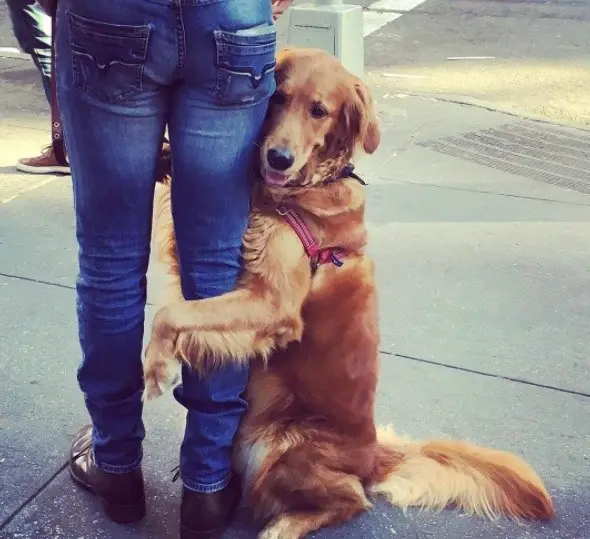 dog hugs people