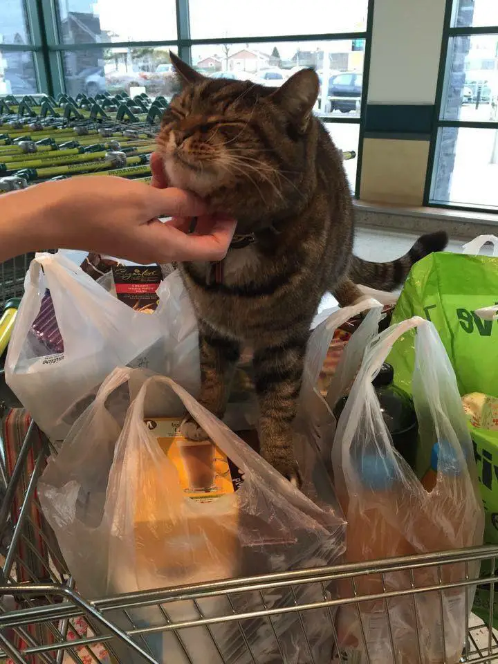 cat in supermarket