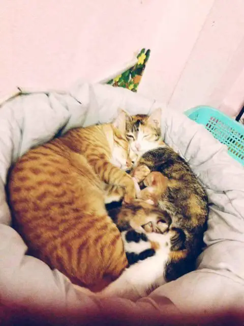 father cat and kittens
