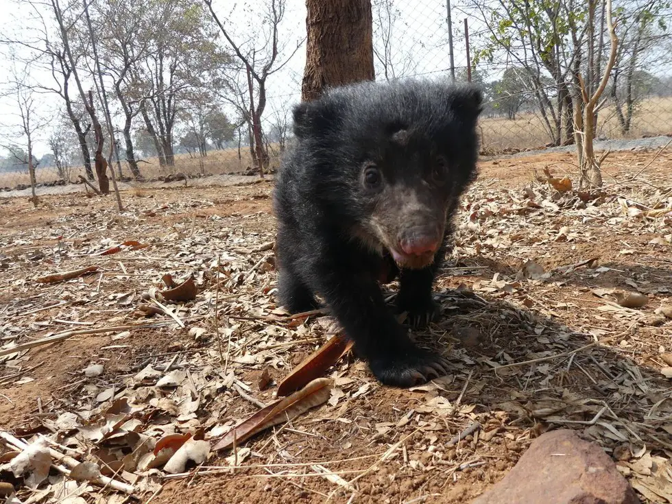 baby bear and dead mother