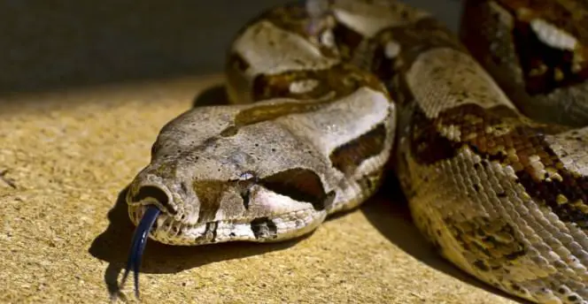 python and woman