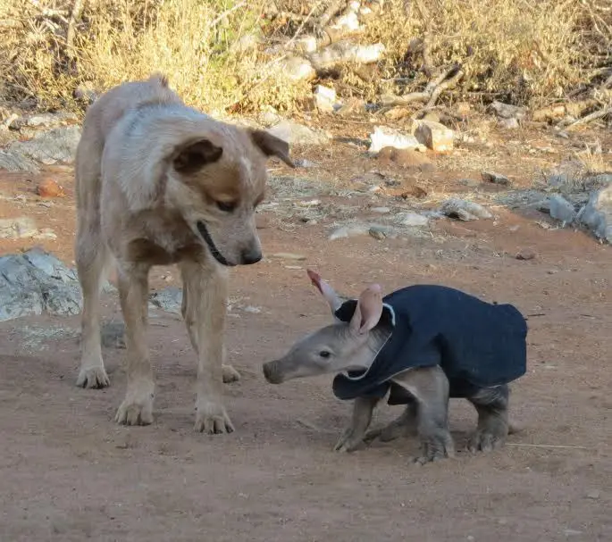 baby aardvark 