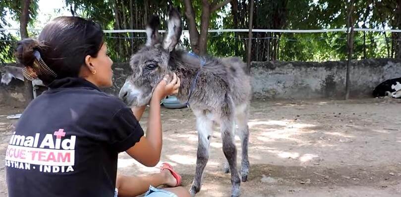 injured baby donkey