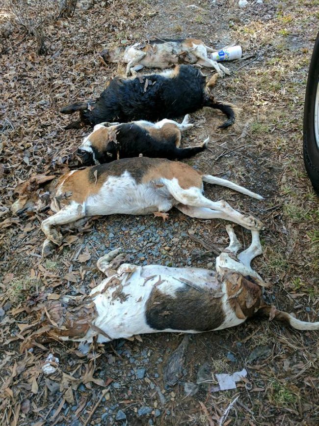 dogs murdered