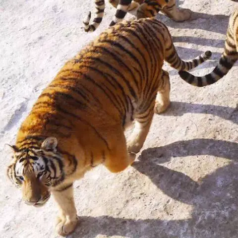 chubby tigers