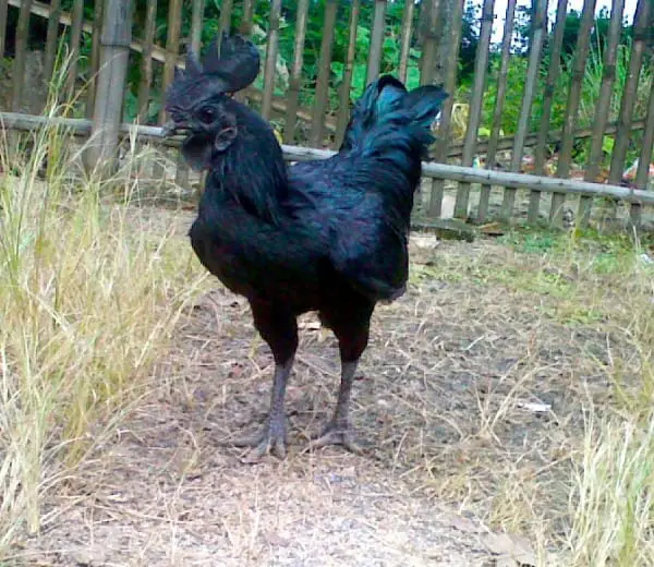 black chicken